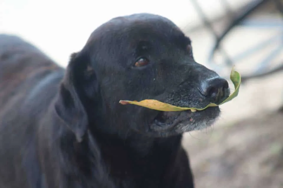 Negro con una hoja en la boca.