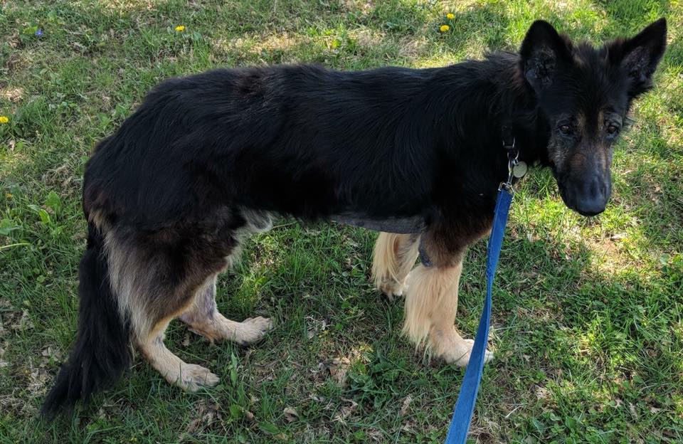 Old black dog on chain