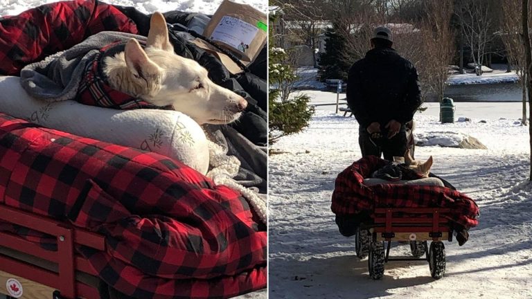owner takes his paralyzed dog sightseeing