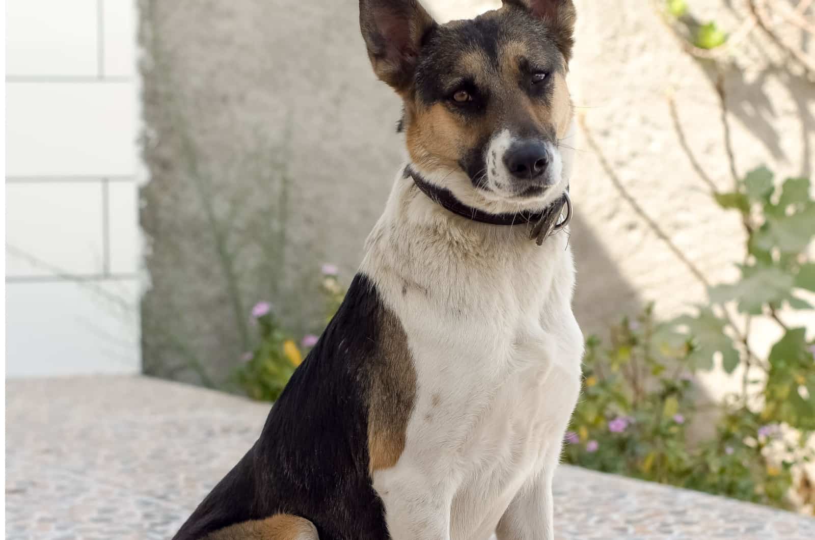 Panda German Shepherd