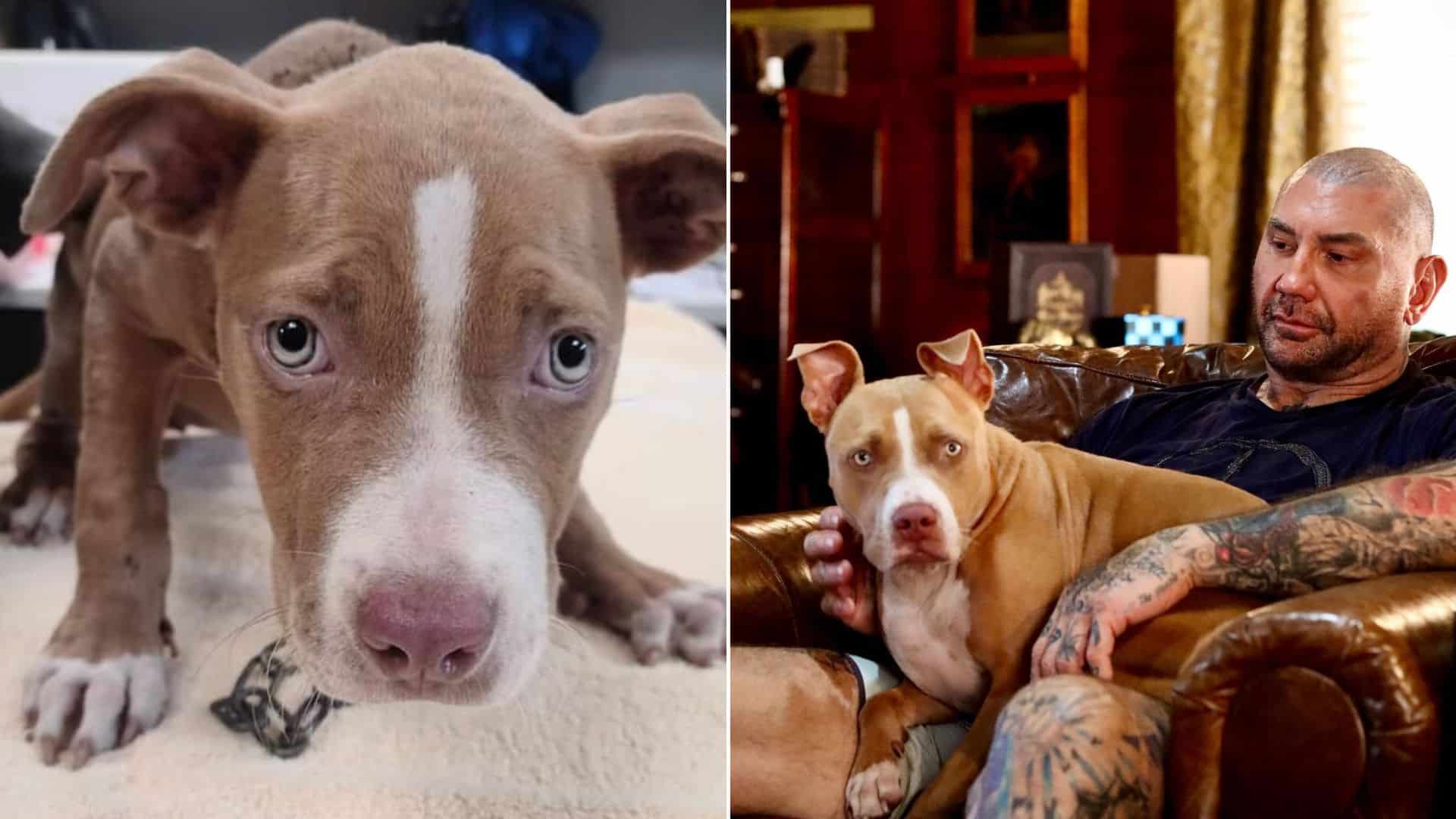 Movie Superstar Rescues A Neglected And Abused Dog
