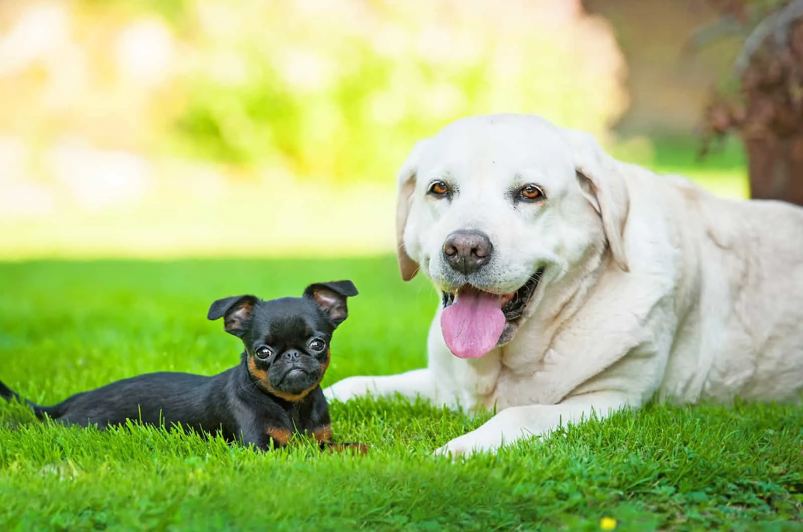 Petit brabancon puppy with labrador retriever