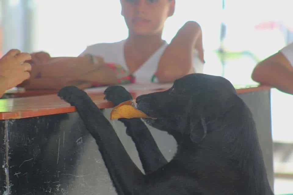 Foto de negro en el mostrador de la tienda.