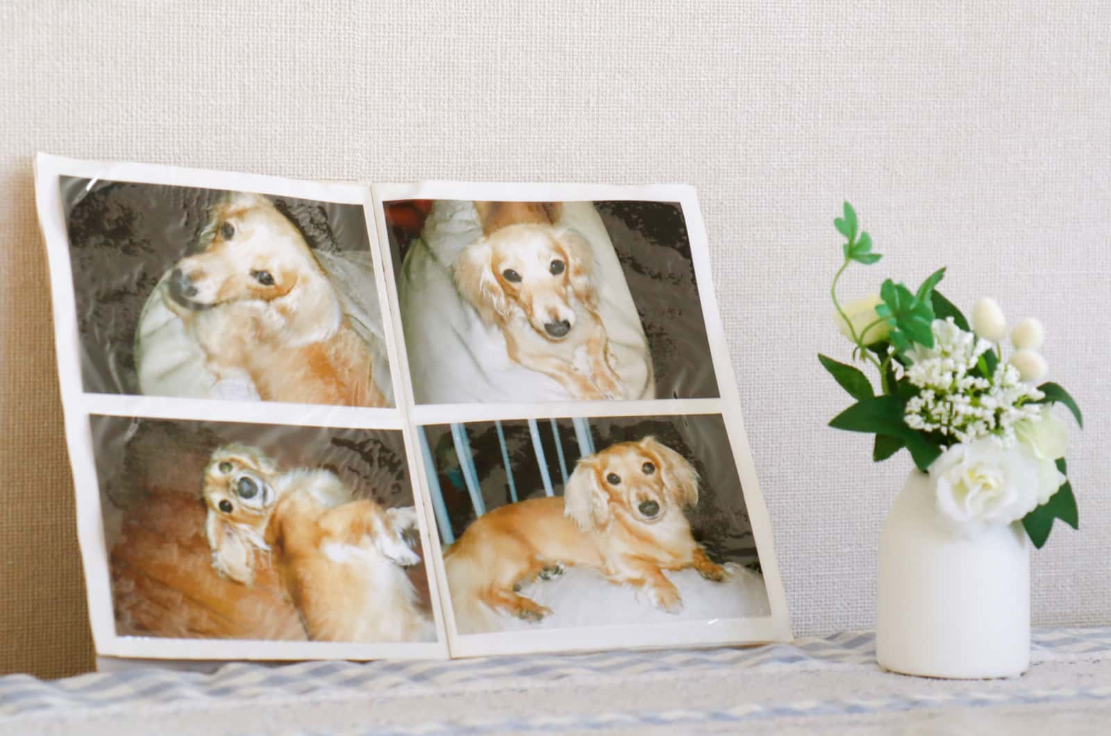 Photo of the dog that passed away