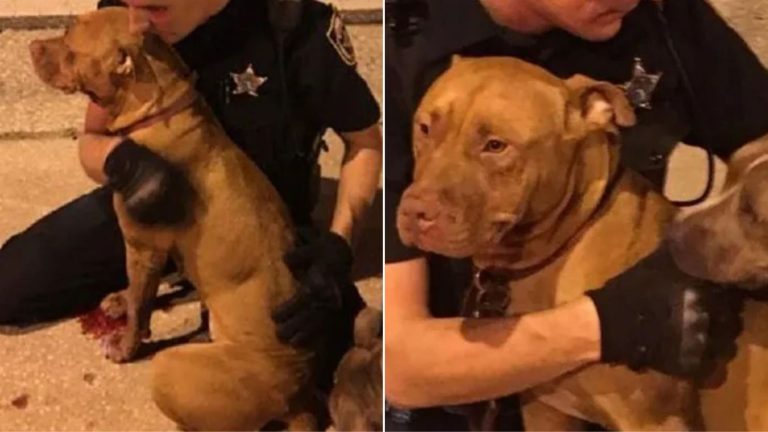 Pitbull policedog and policeman