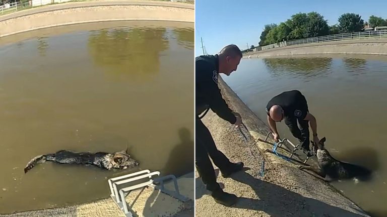 saving a dog from canal