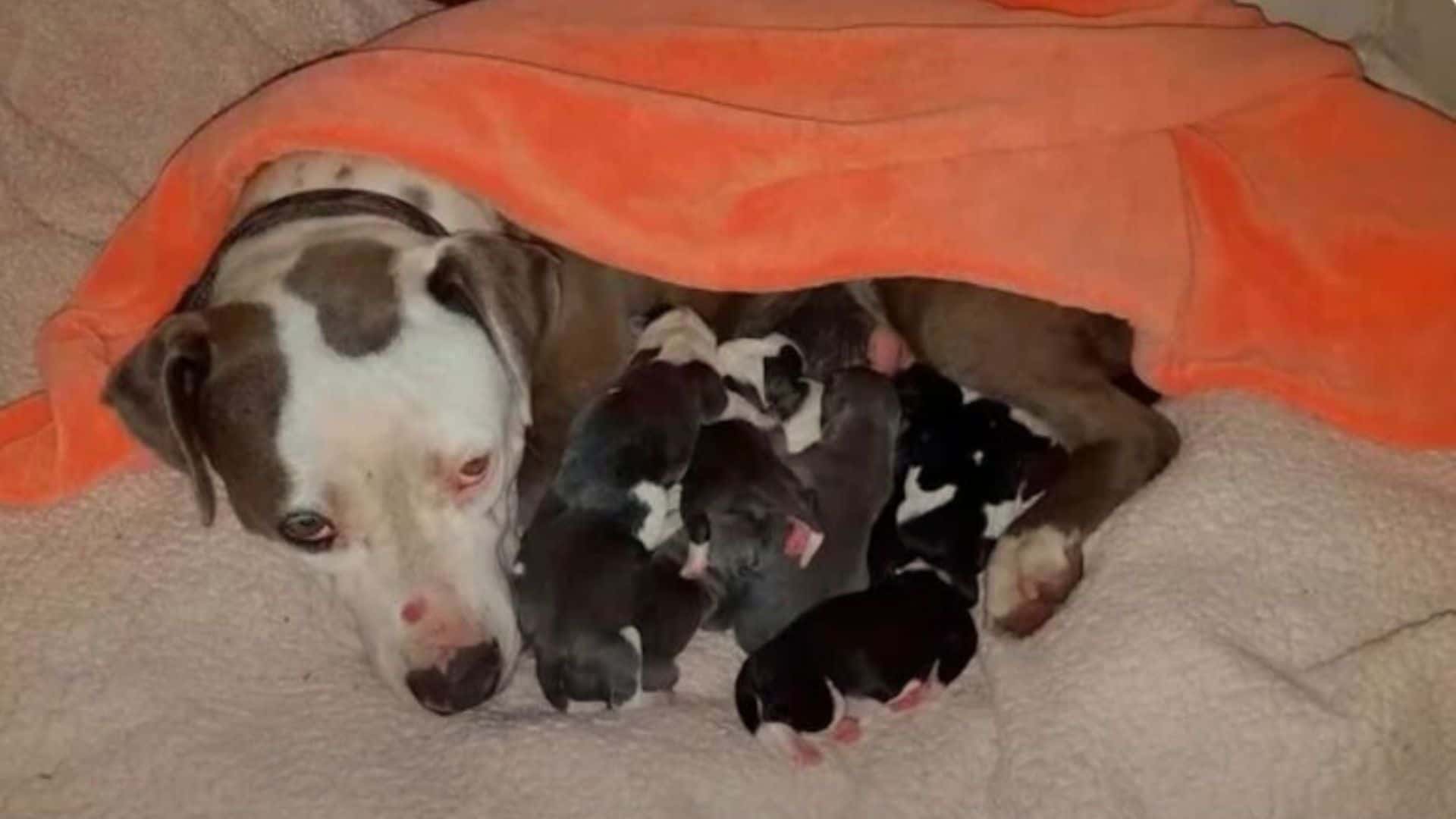 photo of the Pitbull and puppies