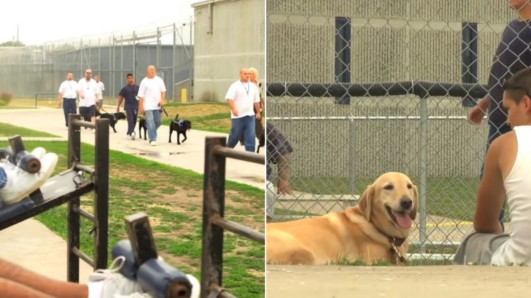 prisoners and dogs playing in prison courtyard