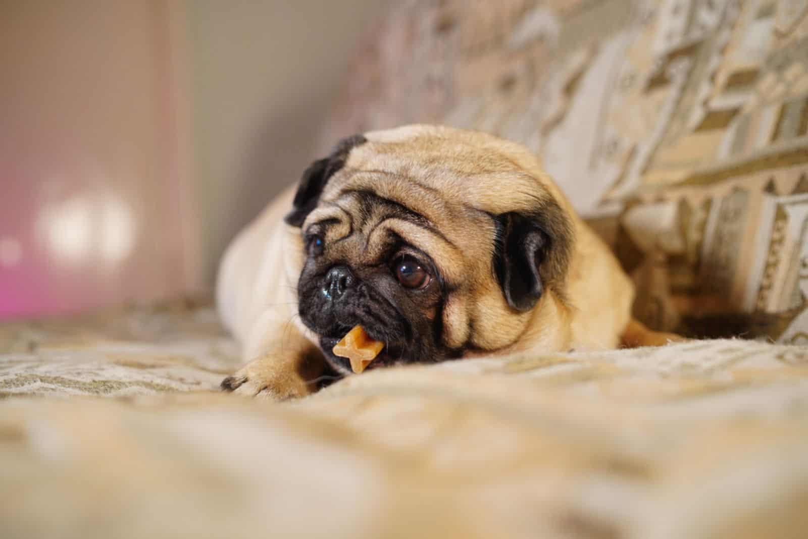 Pug with dog dental stick