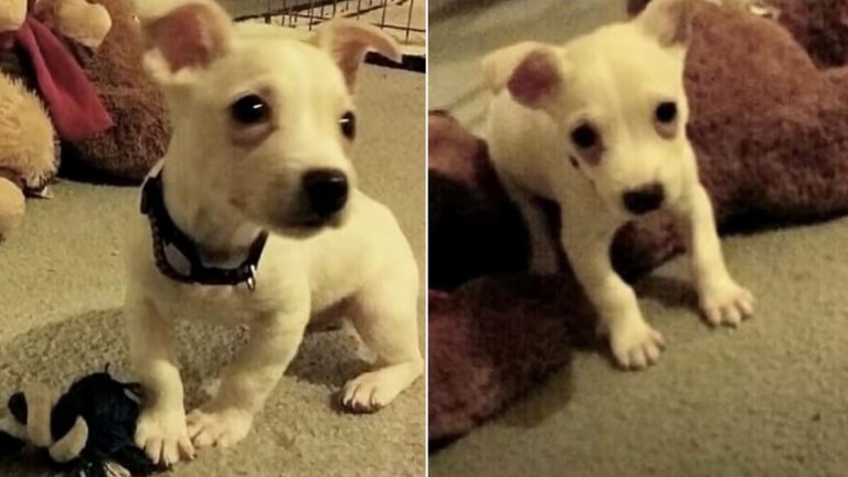 puppy adopted