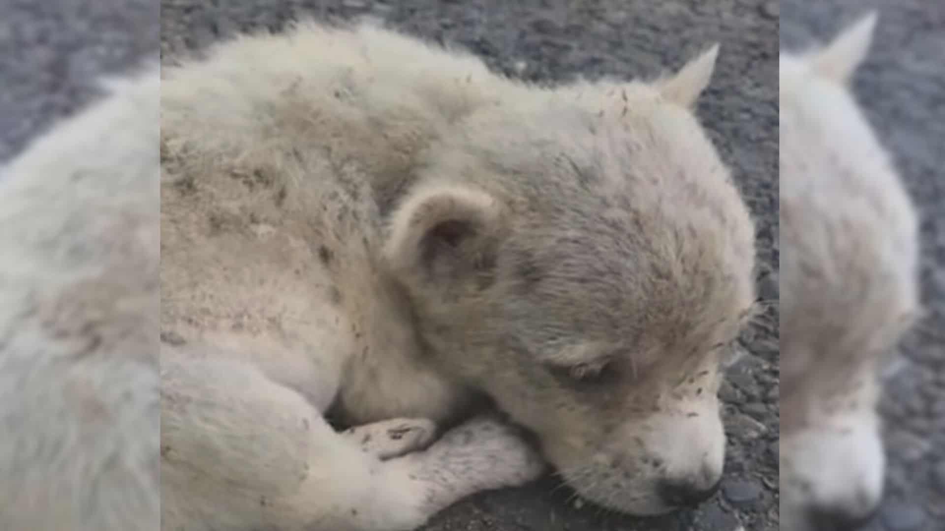 puppy on the road
