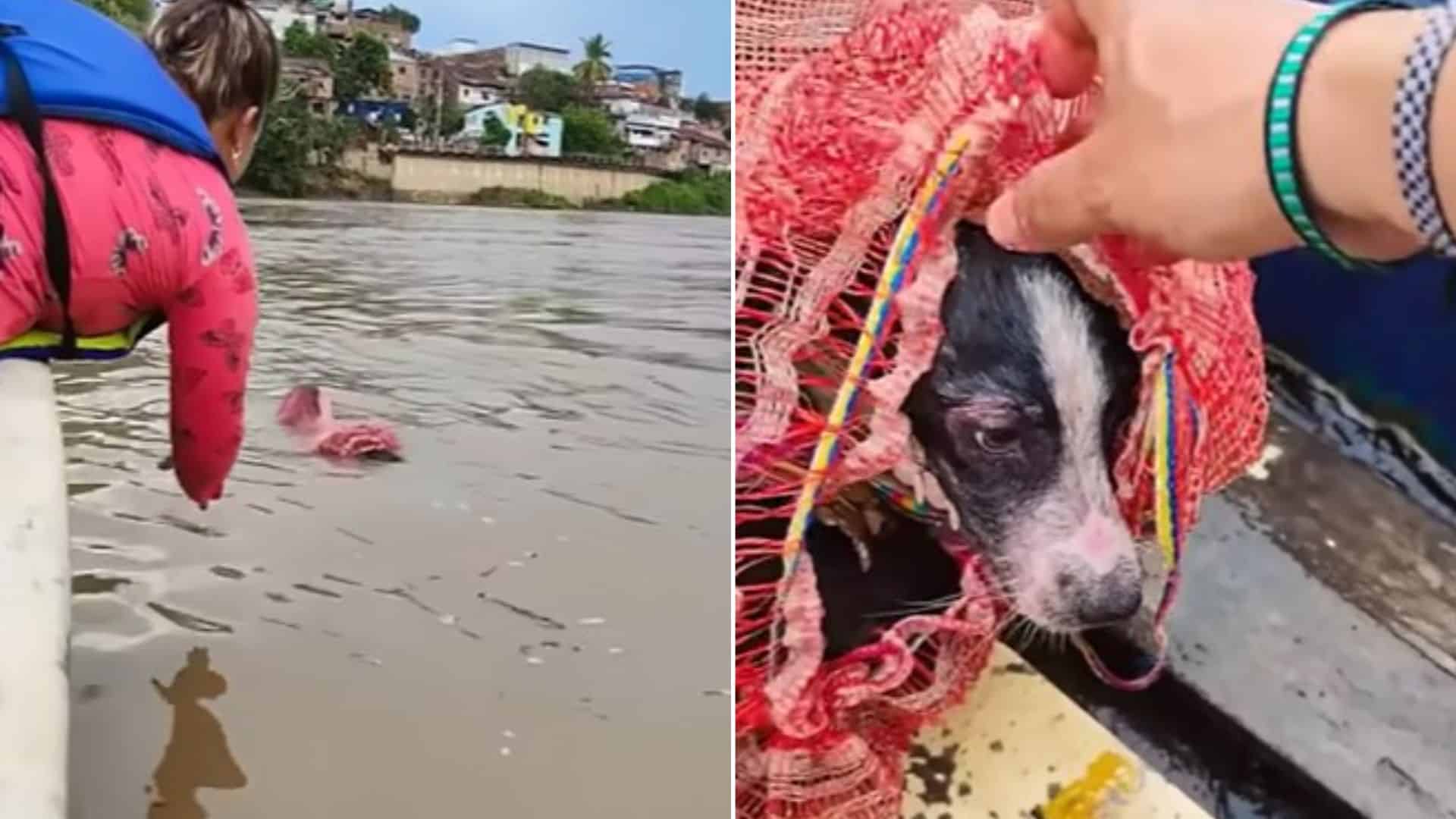 dog found in floating bag in the river