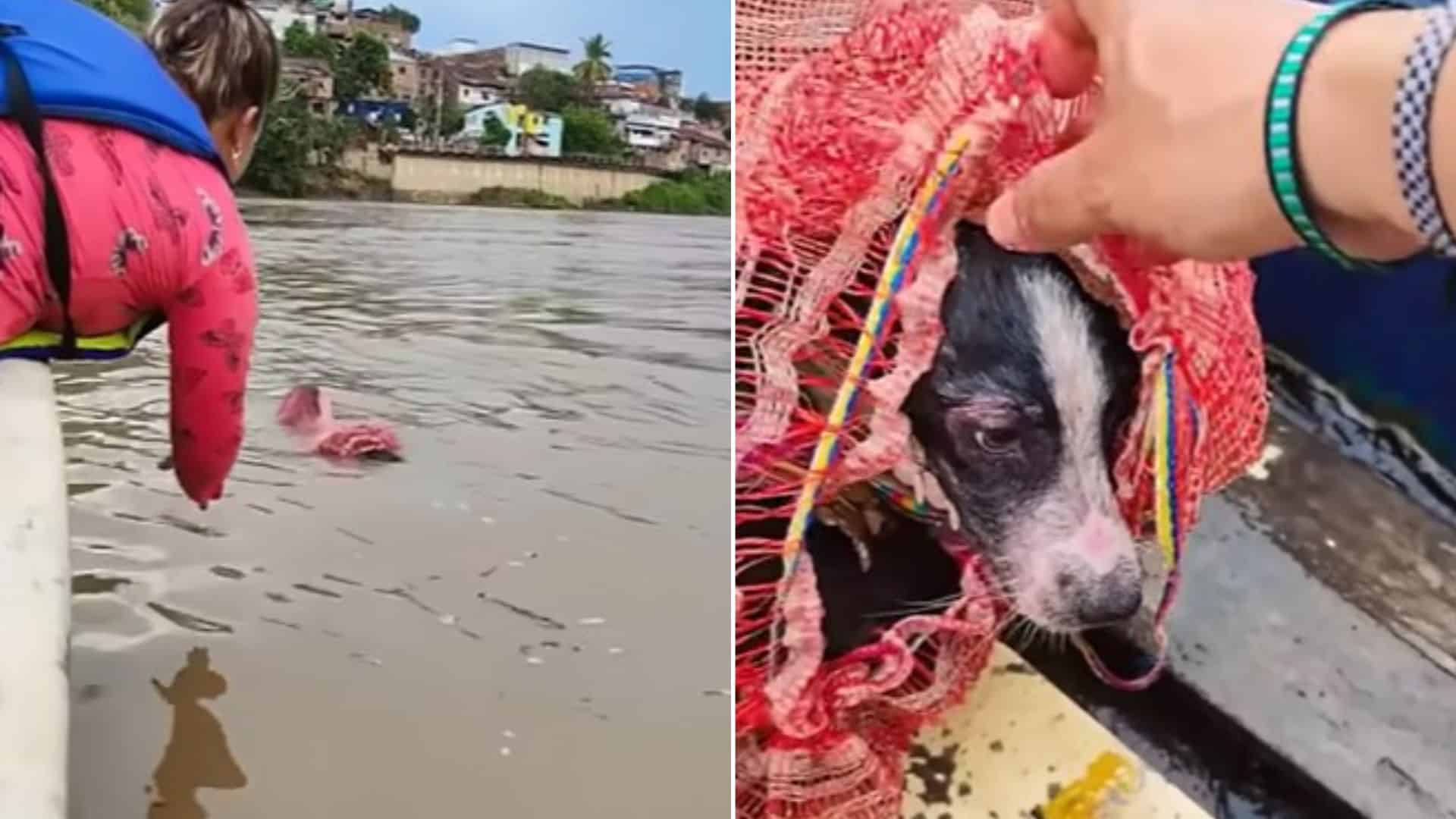 Rescuers Heartbroken To Find A Helpless Dog Discarded In Water In A Garbage Bag