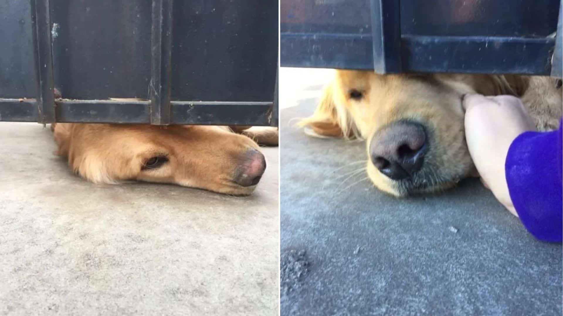 kid petting the dog
