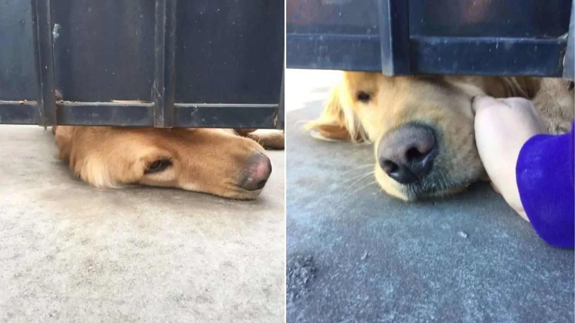 Ralph espera diariamente a que su mejor amigo venga de la escuela y lo acaricie