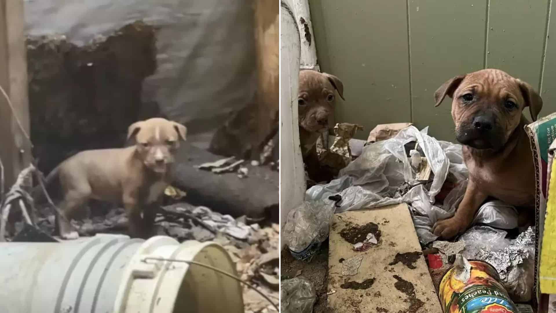 Puppie and dog found by rescuers