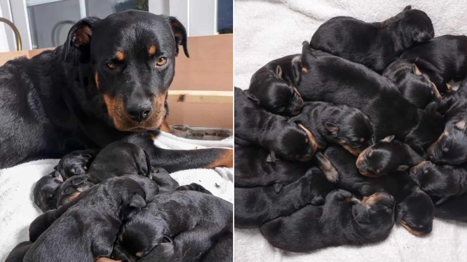 rottweiler dog and her puppies