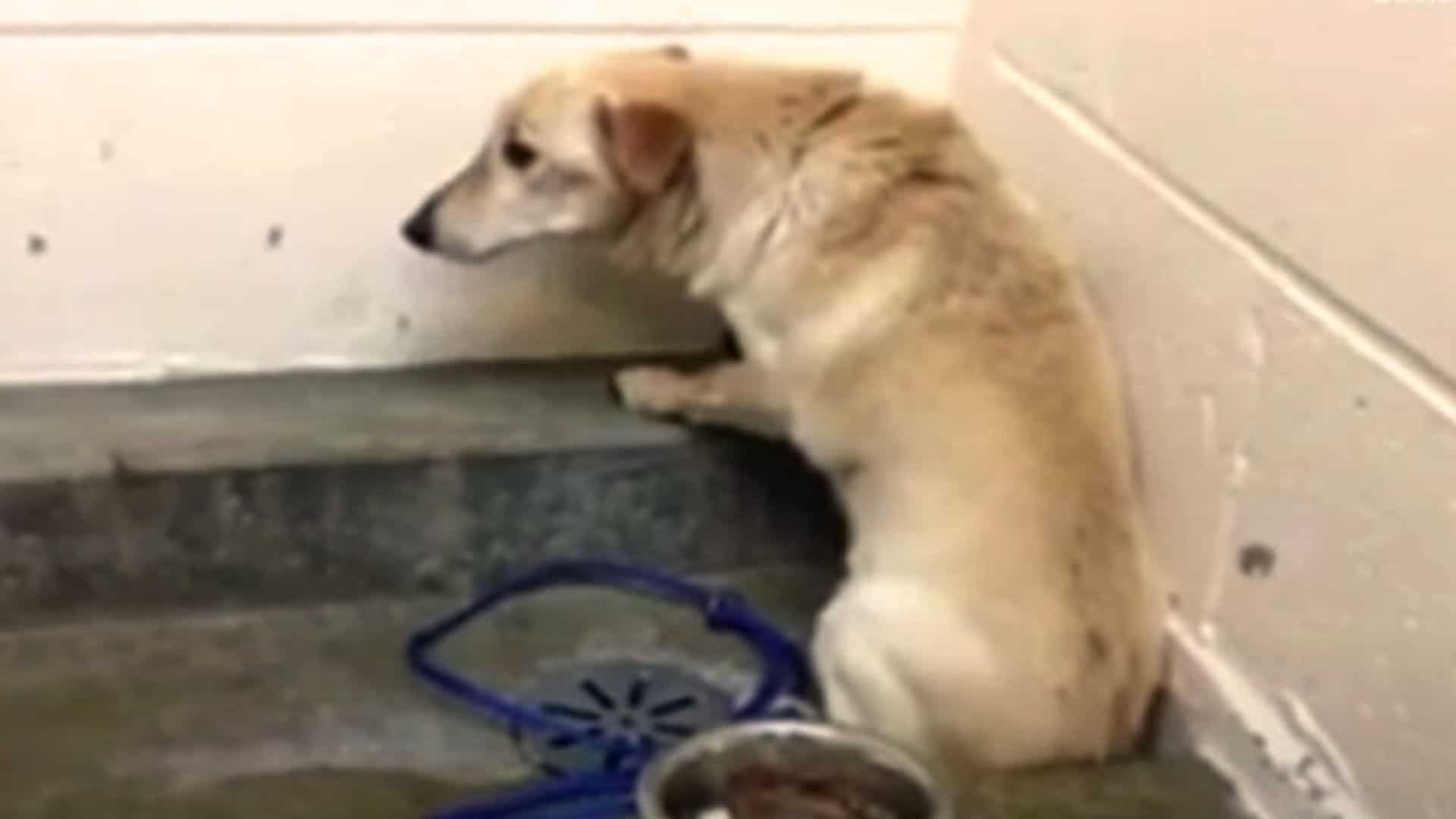 Dog staring at the wall because he is depressed