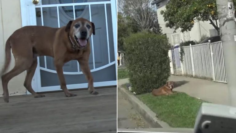 photo of a senior dog in front of the house