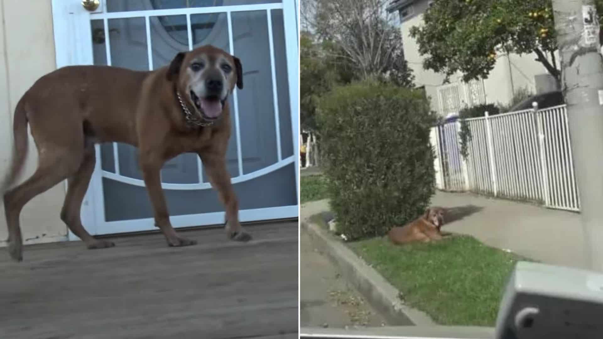photo of a senior dog in front of the house