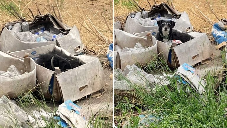 abandoned senior dog lying in a box