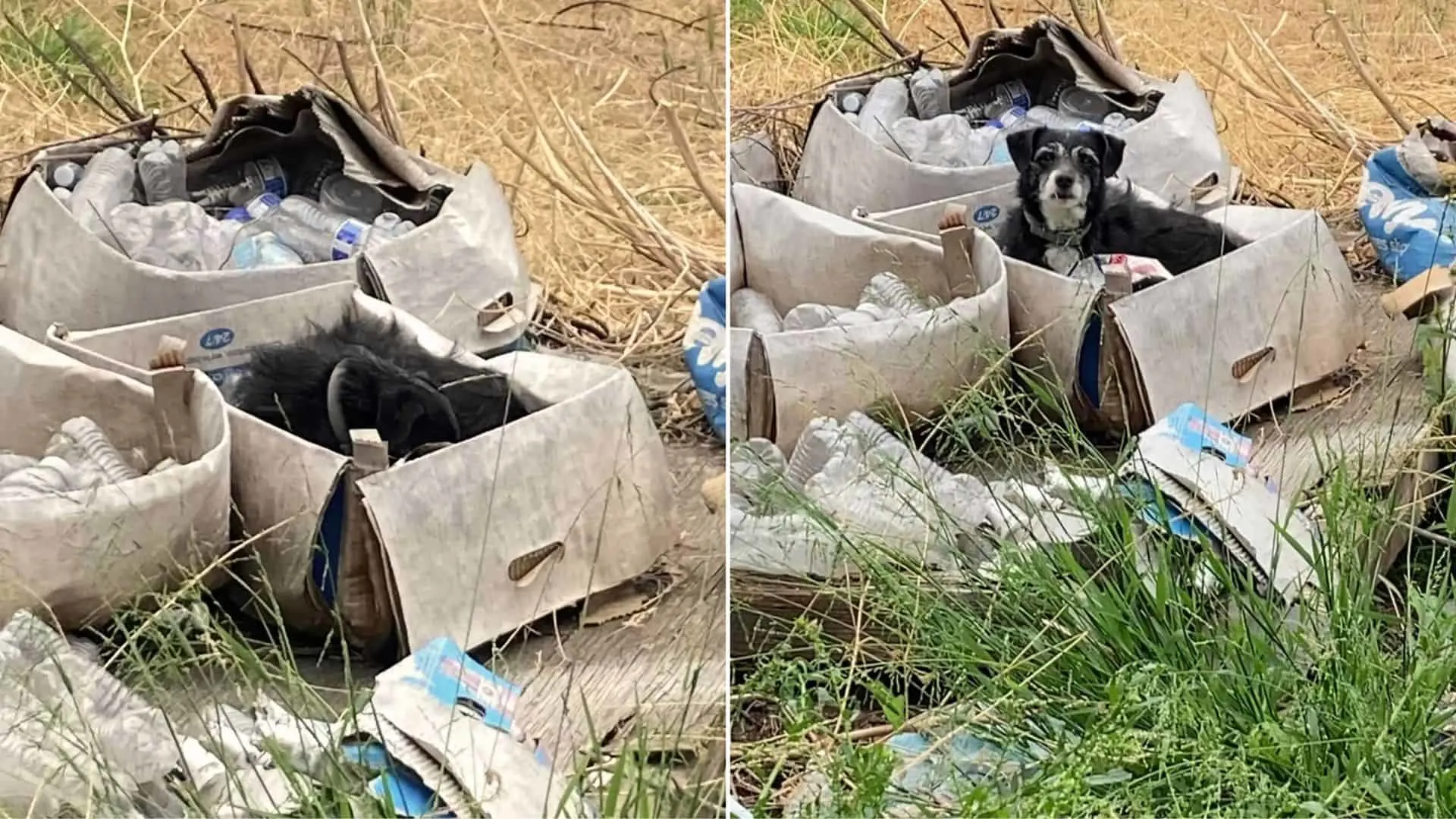 Perro mayor encontrado durmiendo en una caja vacía obtiene su milagro