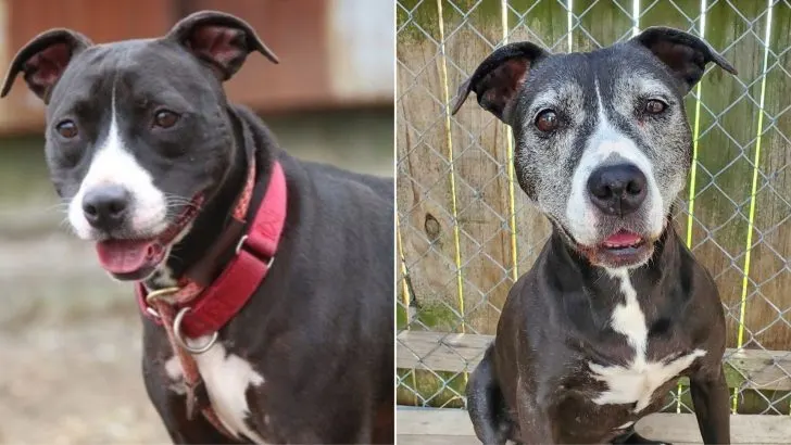Senior Pit Bull Overlooked In A Shelter For 11 Long Years Goes To A Beautiful Home