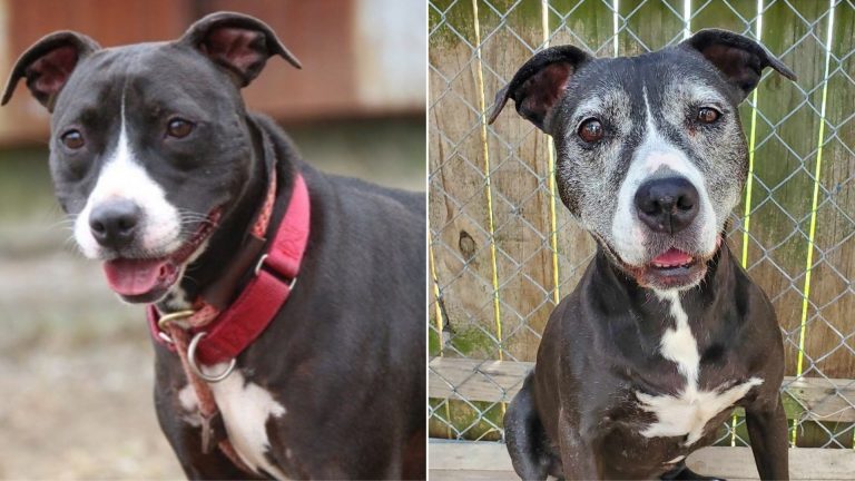 senior pitbull