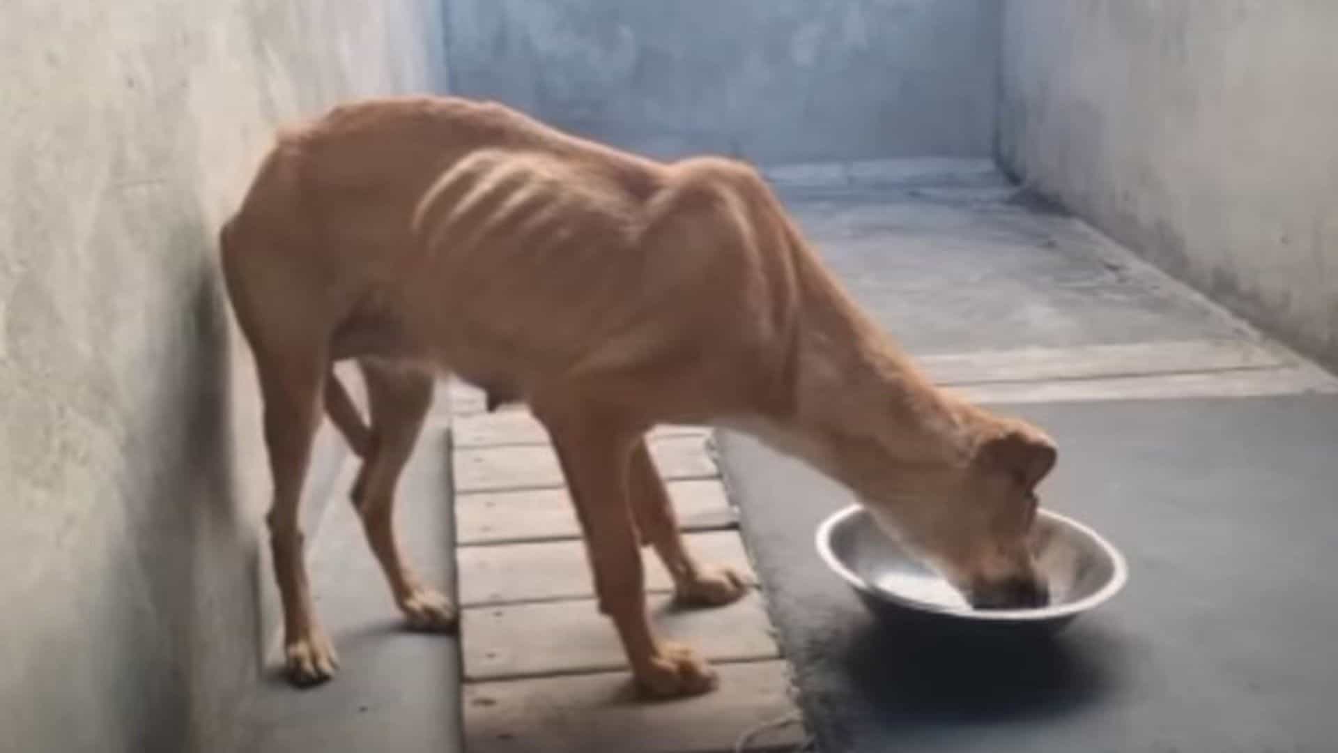 shelter dog eating