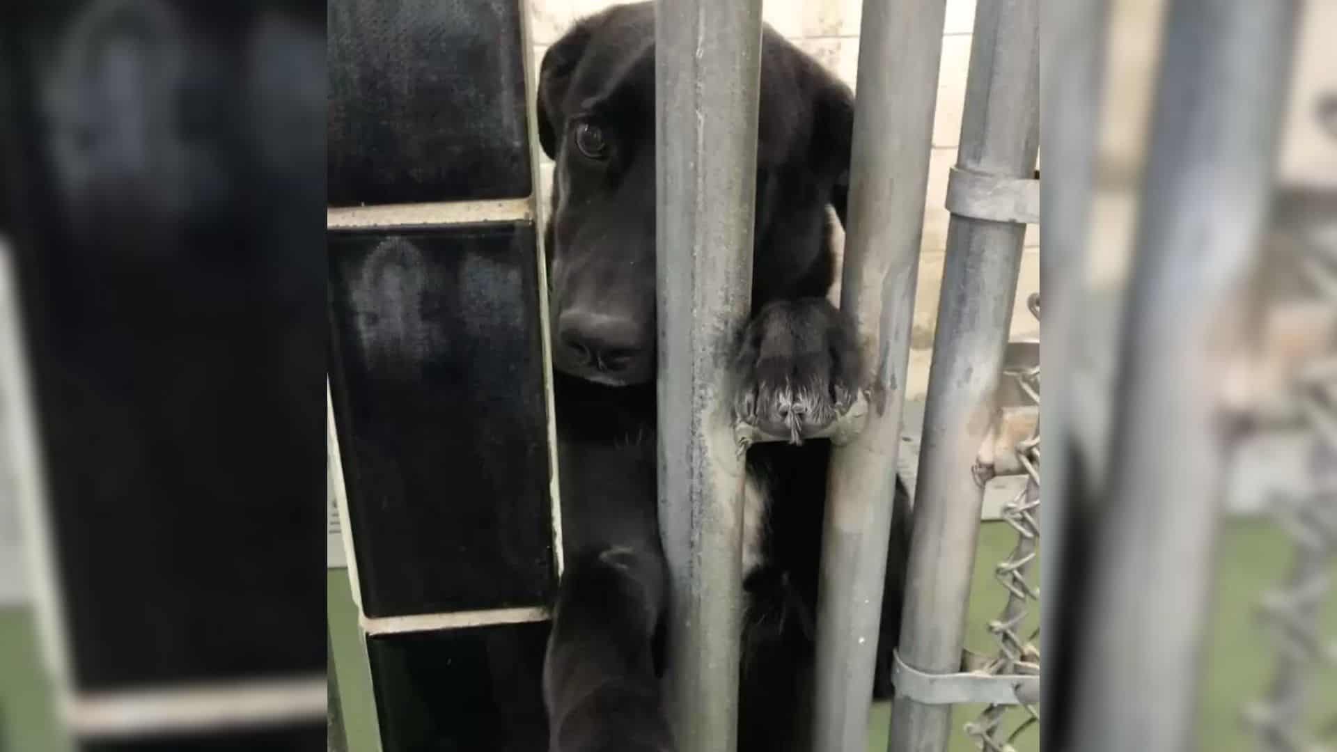 shelter dog greets people