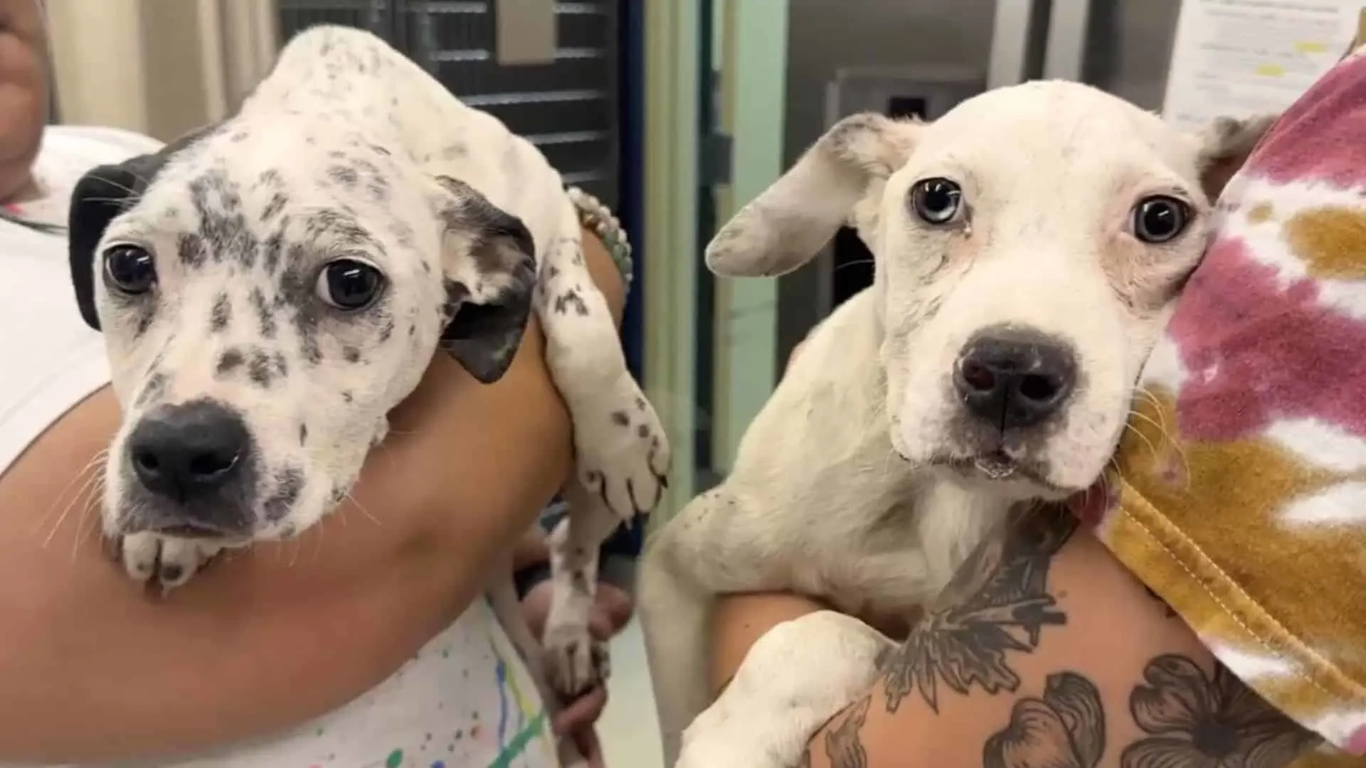 Los cachorros hermanos se abrazan y se apoyan mientras luchan por sobrevivir