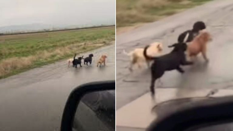 puppies abandoned on the road