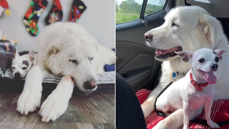 small and big white dog