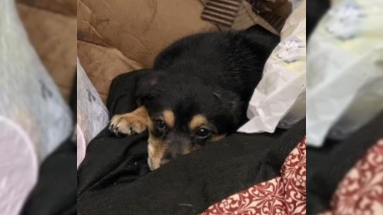 puppy found in dumpster