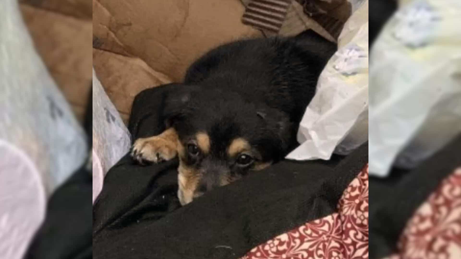 puppy found in dumpster