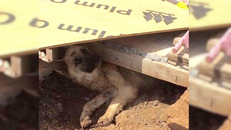 german shepherd dog under a construction pallet