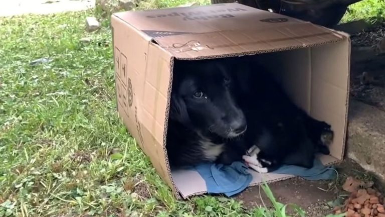 photo of a black dog in a box