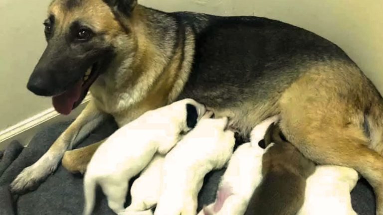 gsd mom and her puppies