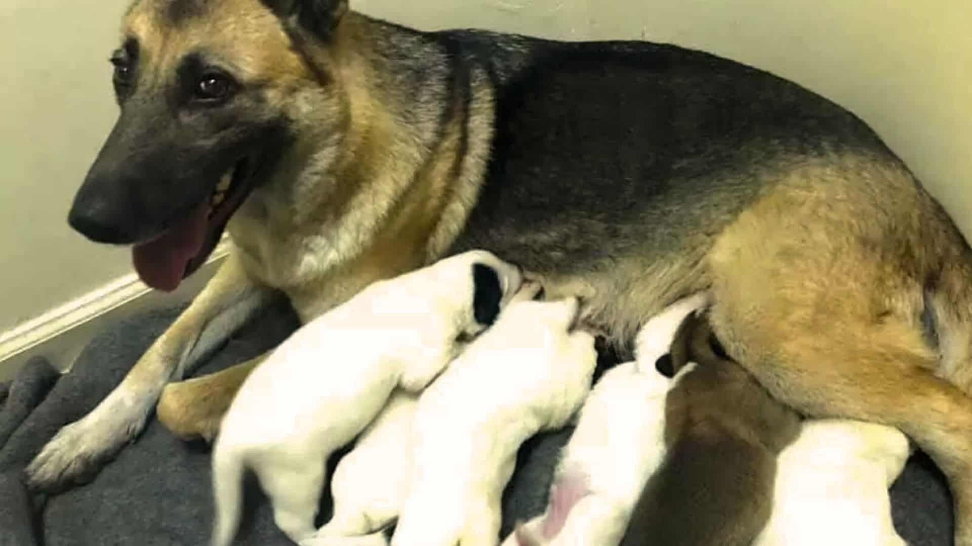 gsd mom and her puppies