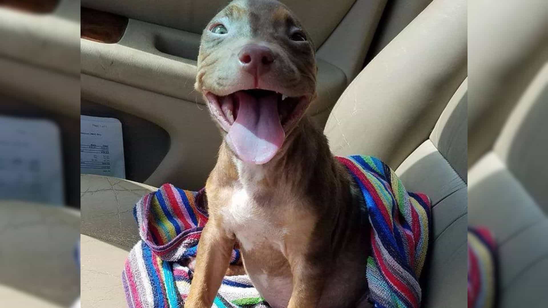 smiling puppy