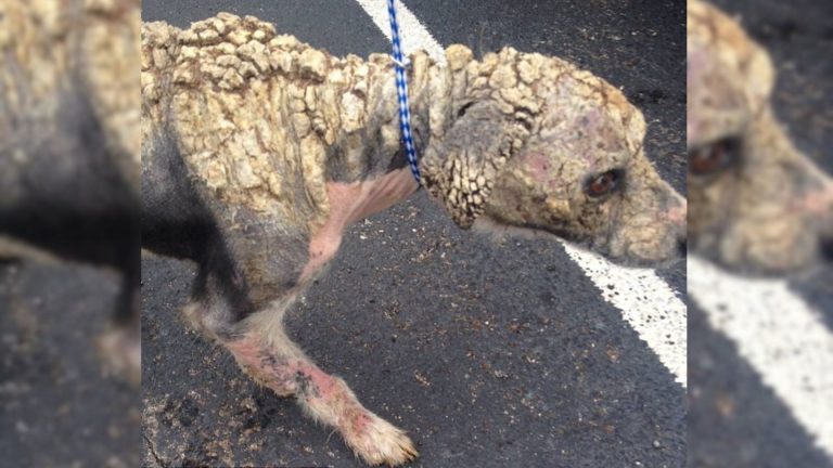 mangy stray dog covered in scales