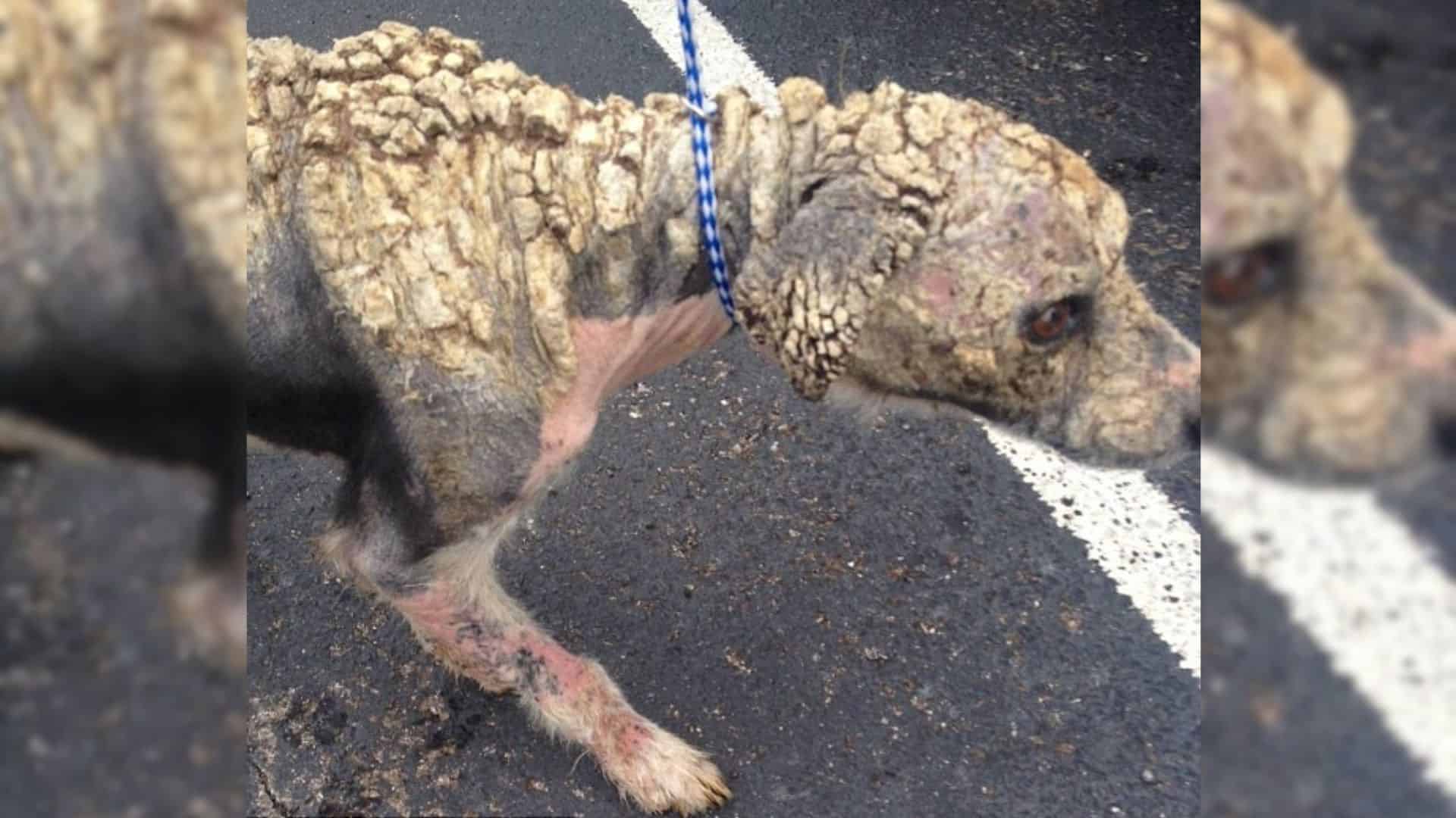 mangy stray dog covered in scales