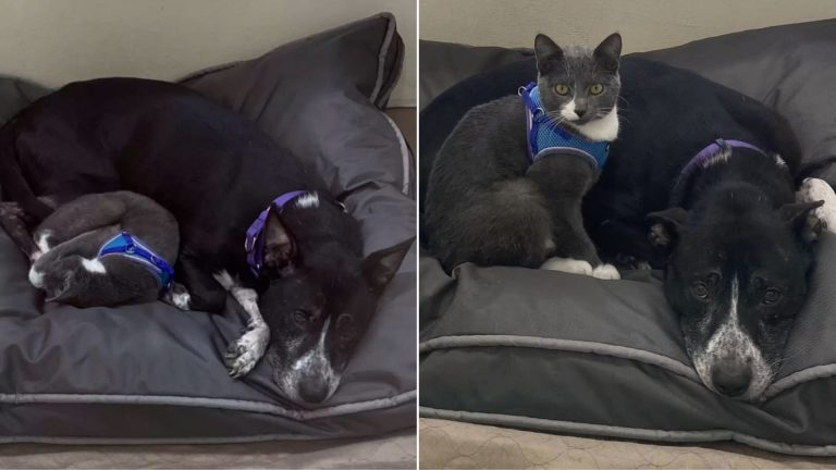 black dog and black cat chilling on the couch