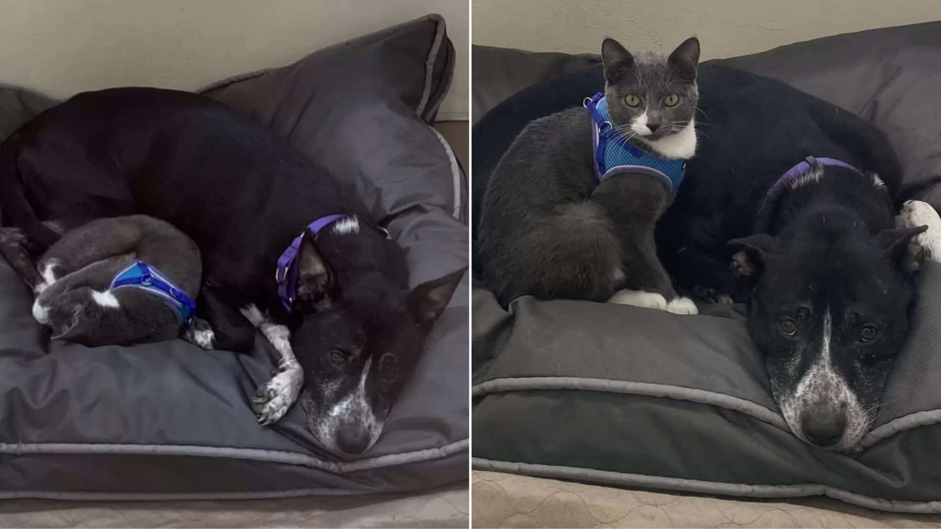 black dog and black cat chilling on the couch