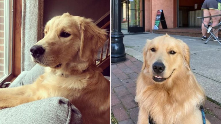 Happy golden retriever with mohawk