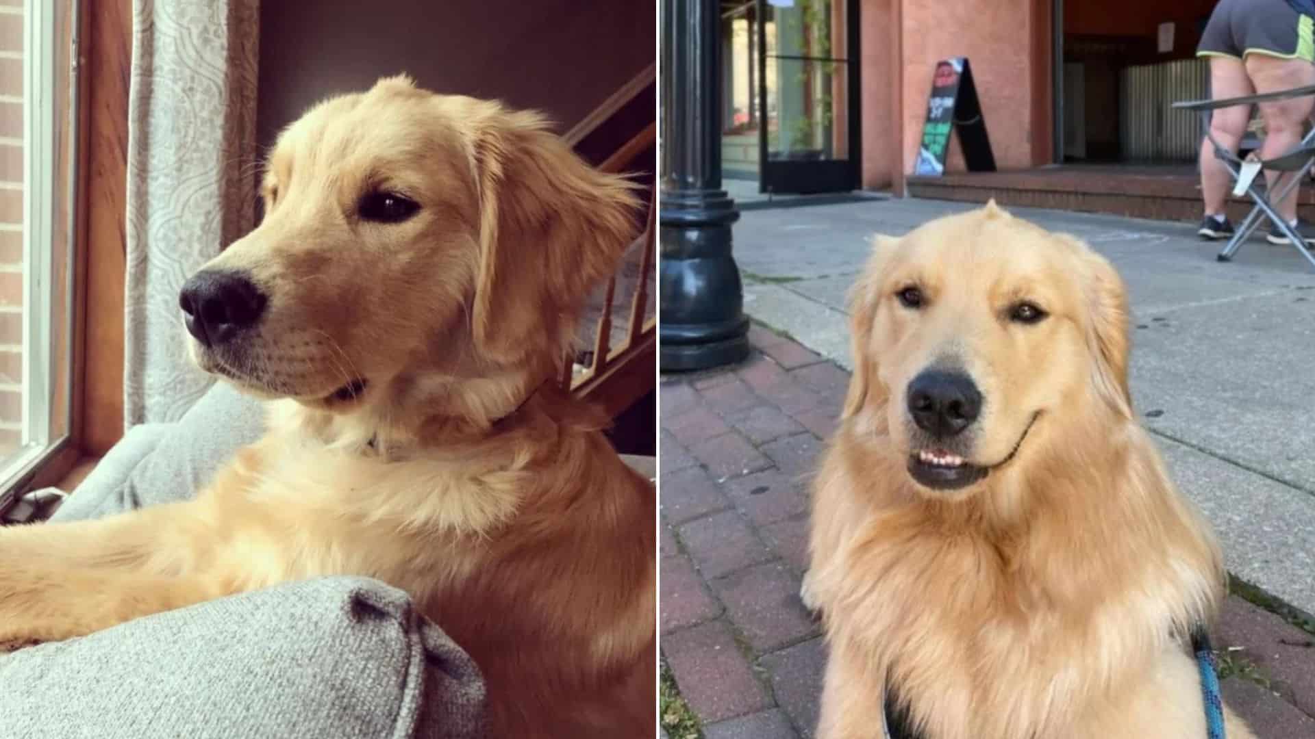 Happy golden retriever with mohawk