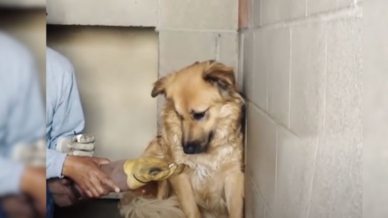 a person cuddling a dog