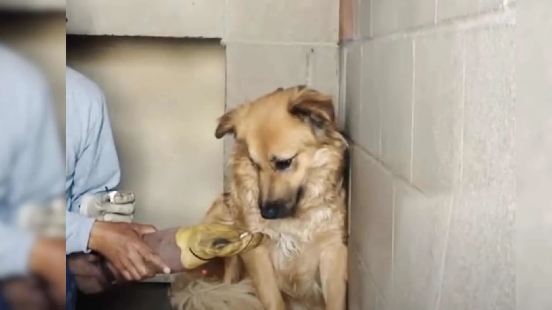 Perro rescatado aterrorizado por la gente siente amor por primera vez en su vida