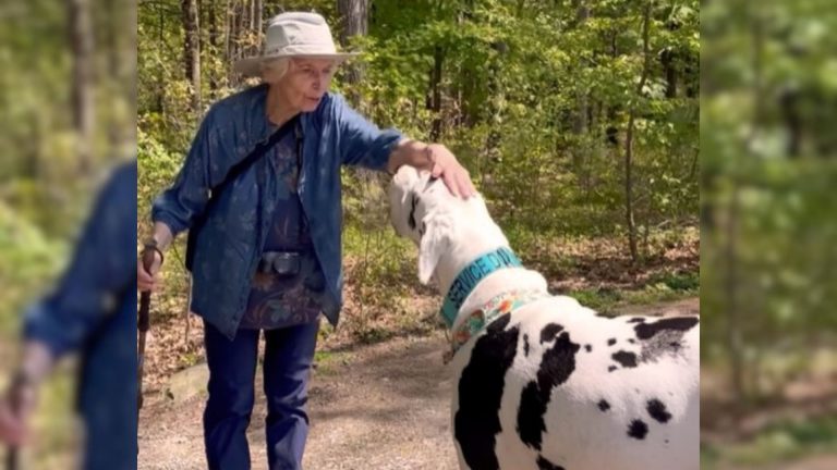 Great Dane fell in love with grandma