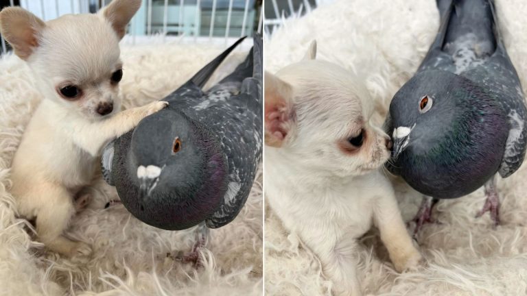 a chihuahua is standing next to a pigeon